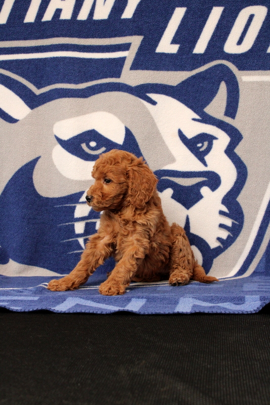 puppy, for, sale, Mini Goldendoodle F1B, Matthew B. Stoltzfus, dog, breeder, Gap, PA, dog-breeder, puppy-for-sale, forsale, nearby, find, puppyfind, locator, puppylocator, aca